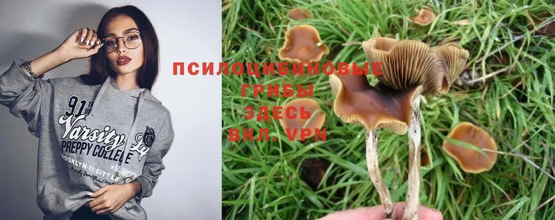 где найти   Енисейск  Псилоцибиновые грибы Psilocybine cubensis 